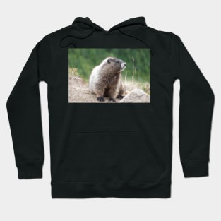 Hoary marmot (Marmota caligata) in Mount Rainier National Park Hoodie